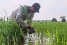 BERNAS ubah nasib pesawah: Lonjak pendapatan kepada rm12,800/hektar