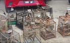 Burung dilindungi bernilai RM709,950 dirampas
