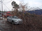Pokok tumbang hempap Toyota Camry di Kajang