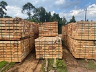 Kilang beli kayu hutan haram daripada penduduk setempat diserbu PGA