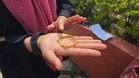 Gelang emas ‘jagung’ RM15,000 kembali kepada pemilik