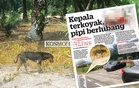 Kanak-kanak diserang anjing terima 40 jahitan