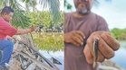 Melayan ikan kepala timah dengan teknik tanago
