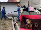 [VIDEO] Halaman luas untuk kucing main, rupa-rupanya ‘syurga’ ular sawa