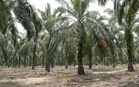 Penerokaan haram Ramsar Tasik Bera memalukan negara