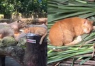 [VIDEO] Masih tinggal dengan capybara, Oyen kekal paling popular di Zoo Negara