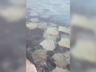 [VIDEO] Puluhan ikan pari ‘berkumpul’ di tepi Padang Kota