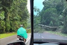 Ribut, hujan lebat ‘tumbangkan’ pokok di beberapa negeri