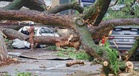 AI pantau pokok, cegah risiko tumbang