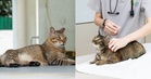 Denda RM15,000 jika bela kucing tanpa lesen