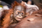 Lapan ekor orang utan selamat daripada kebakaran dilepaskan semula ke hutan