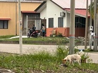 Penduduk takut anjing lapar serang mereka