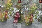 Pokok tumbang hempap Toyota Vios