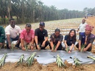 Tanaman nanas MD2 buka peluang ekonomi Orang Asli