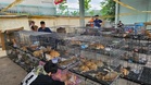 Polis tumpas sindiket curi, sembelih 2,700 kucing