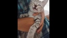 Anak kucing mati dibuang dari tingkat lima