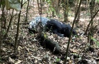 Tapir 250 kg tersesat masuk kelab golf