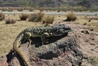‘Liolaemus archipensis’ cicak spesies baharu ditemui di Peru