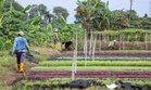 Sayur terbantut musim jerebu