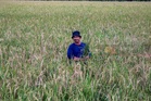 Selepas keladi, padi diserang ulat batang, kutu beruang