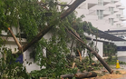 Pokok angsana tumbang hempap bumbung hotel di Batu Ferringhi