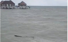 Kelibat buaya di Pantai Bagan Lalang, orang ramai dinasihat waspada