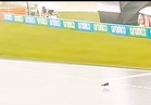 [VIDEO] ‘Dia lagi laju dari jentera F1’