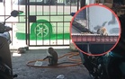 Monyet ceroboh rumah, larikan bungkusan penduduk