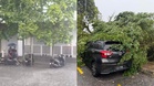 Beberapa kawasan di ibu kota dilanda banjir kilat, pokok tumbang