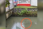 Kelibat buaya dalam parit Hospital Seberang Jaya