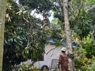 Dua penghuni terselamat, pokok durian hempap bumbung rumah