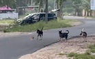 Lebih 1,500 anjing terbiar di Kelantan dilupus