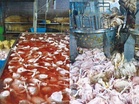 Ayam mati direndam air panas sebelum disembelih, 6.5 tan dirampas