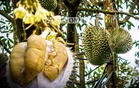 Durian jadi ‘tak sihat’ angkara jerebu