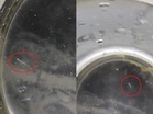 [VIDEO] Penduduk Batam terkejut air paip keluar cacing halus