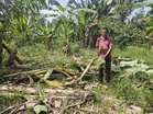 Gajah liar makin mengganas, makin berani dekat