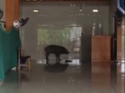 Babi hutan masuk masjid, rosakkan perabot