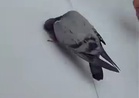 Burung sujud depan Kaabah