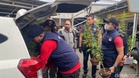 Lelaki dicekup tanam 27 pokok ganja, bawa benih dari California