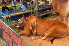 Lembu kaki 6 juara pertandingan 