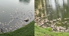 [VIDEO] Satu Taman Tasik Danau Kota bau busuk