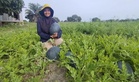 Lelong sembilan tan tembikai sebelum bah