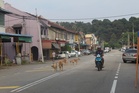 ‘Anjing sini semua tak makan saman’