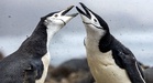 Bumi semakin panas, populasi penguin susut