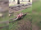 Harimau kumbang baham anak lembu ‘sado’ sampai tinggal tulang