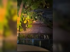 Beruang Senawang ‘cerdik’ elak perangkap
