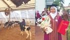 Syazmimi cabar diri jaga anak lembu