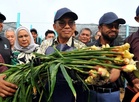 Projek JanaVeteran tuai  hasil pertama Halia KayTi