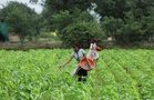 In India, El Nino threatens to bring higher food prices, rate hikes, and a tough election for Modi