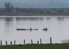 ‘Free Timmy!’: Stranded whale’s ordeal in Germany sparks compassion — and a storm of division